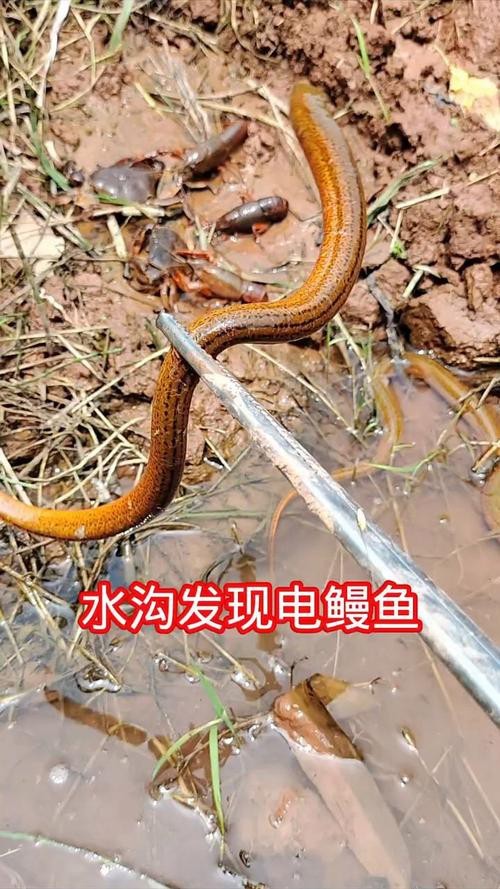 電鰻和鰻魚的區別圖片