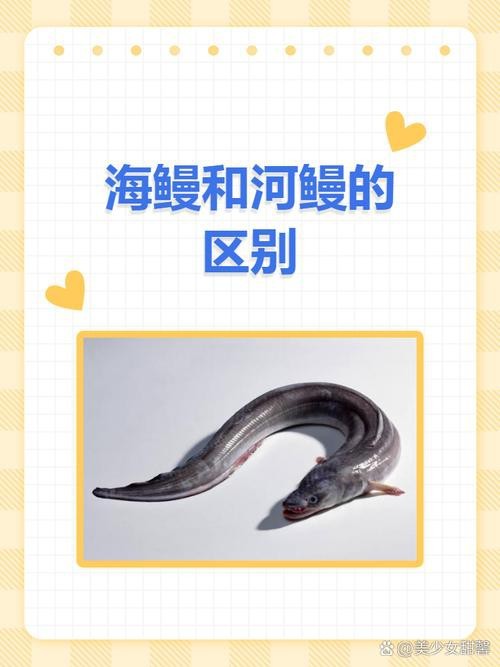 電鰻和鰻魚的區別圖片