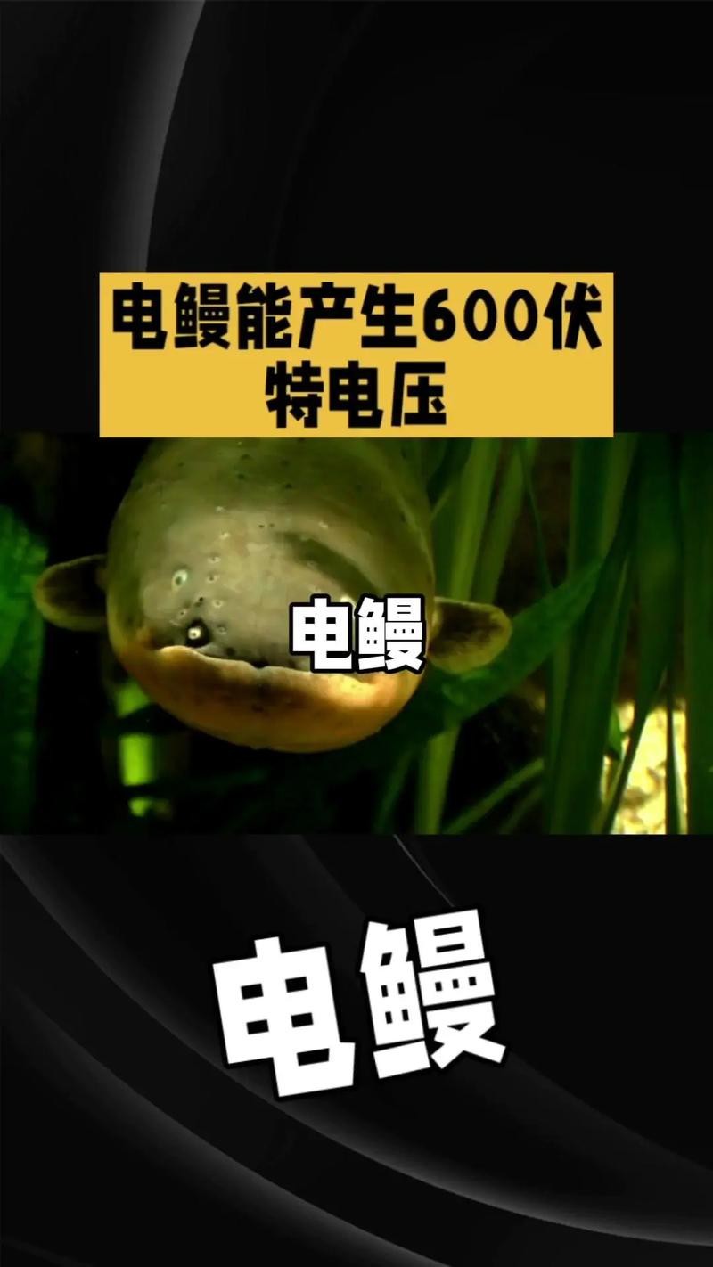 電鰻和鰻魚的區別圖片
