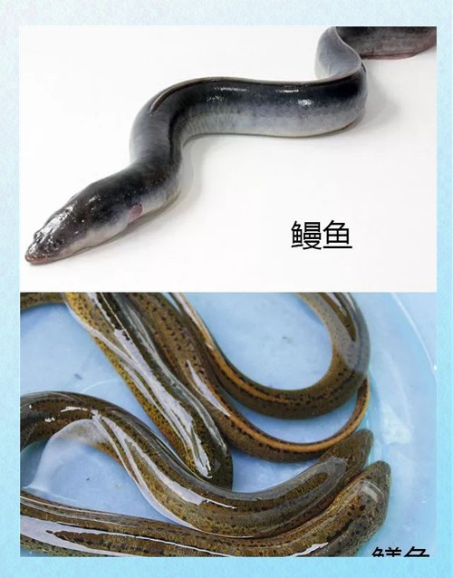 電鰻和鰻魚的區別圖片