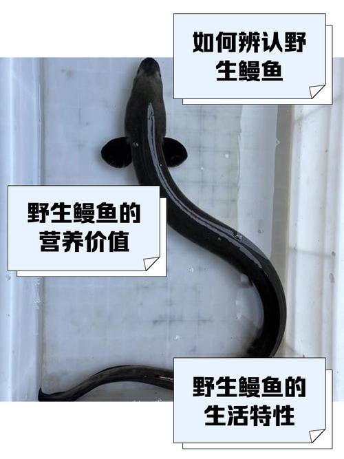 電鰻和鰻魚的區別圖片