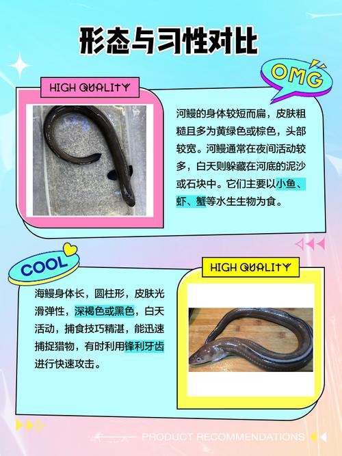 電鰻和鰻魚的區別圖片