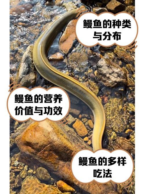 電鰻和鰻魚的區別圖片