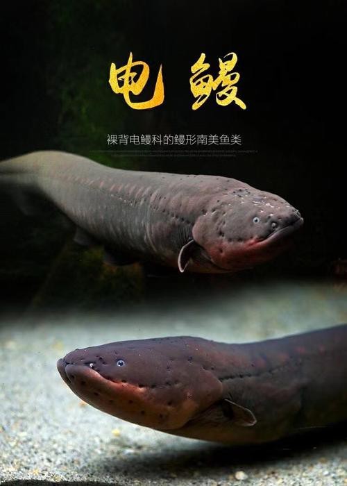 電鰻和鰻魚的區別圖片