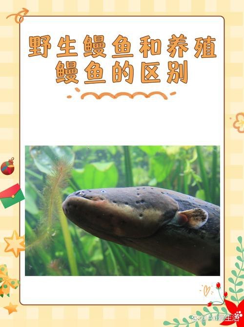 電鰻和鰻魚的區別圖片