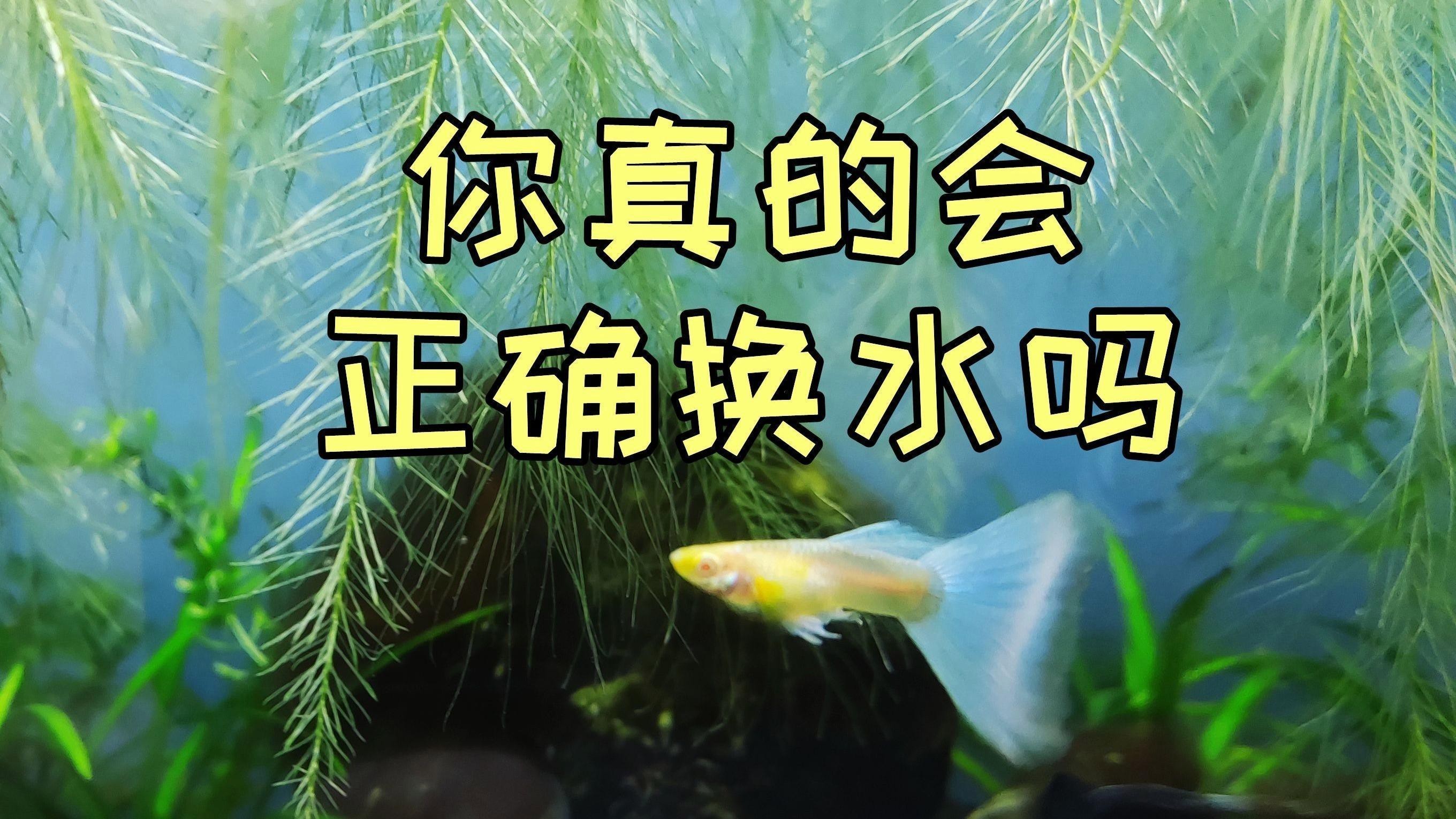 龍魚眼白膜治療期間可以換水嗎？