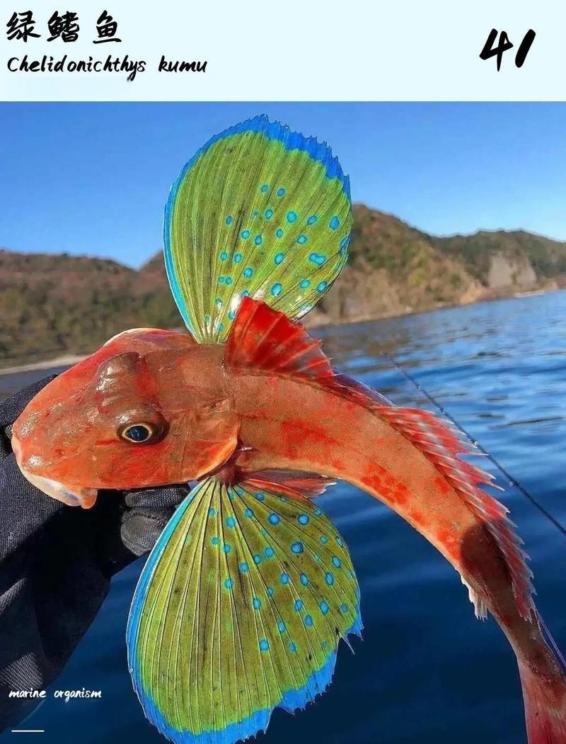 紅頭魚學名
