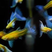 紅頭魚學名