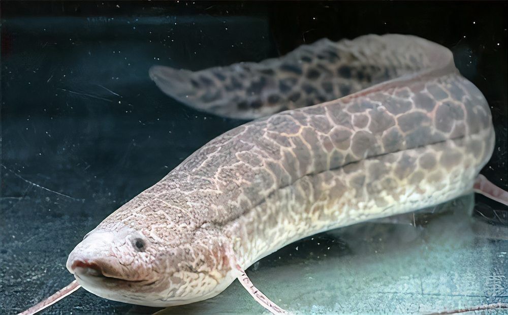 肺魚從墻里鉆出來