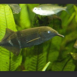 非洲象鼻魚吃什么