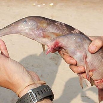 非洲象鼻魚吃什么