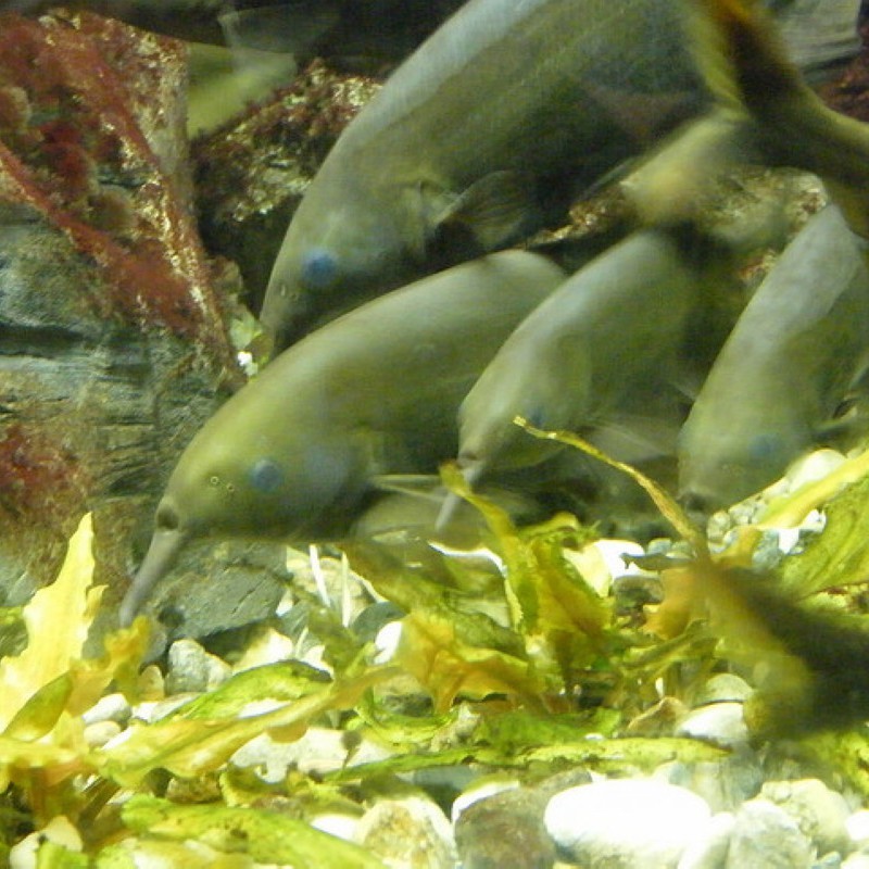 非洲象鼻魚吃什么