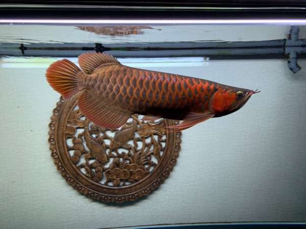 龍須貓魚與其他哪些魚類可以混養？