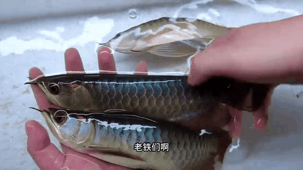 能推薦一些高清的紅龍魚GIF嗎？