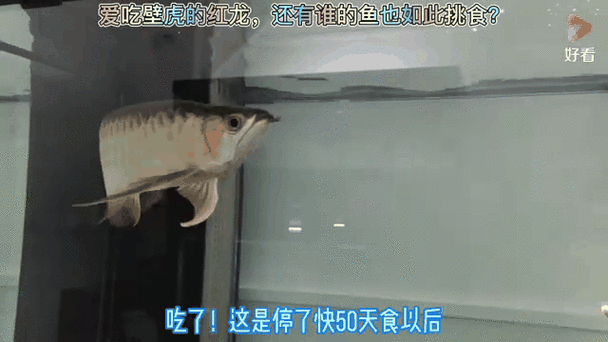能推薦一些高清的紅龍魚GIF嗎？