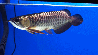 能推薦一些高清的紅龍魚GIF嗎？