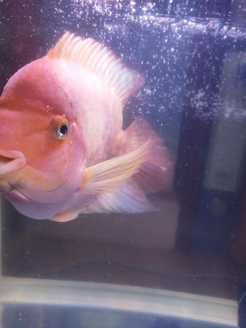 能提供龍魚眼睛凸出白點的圖片嗎？