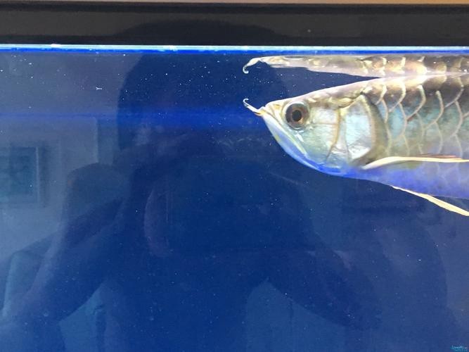能提供龍魚眼睛凸出白點的圖片嗎？