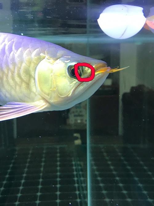 能提供龍魚眼睛凸出白點的圖片嗎？