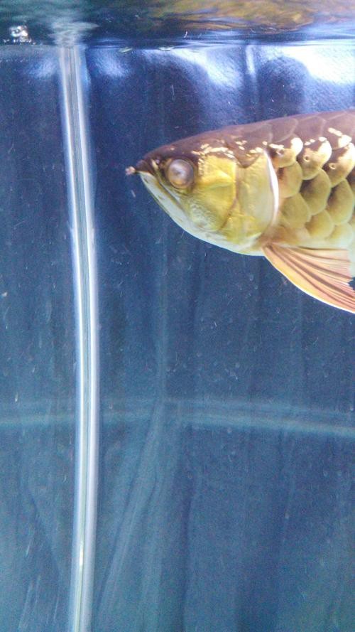 能提供龍魚眼睛凸出白點的圖片嗎？