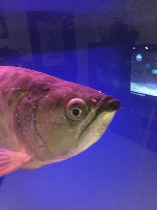 能提供龍魚眼睛凸出白點的圖片嗎？