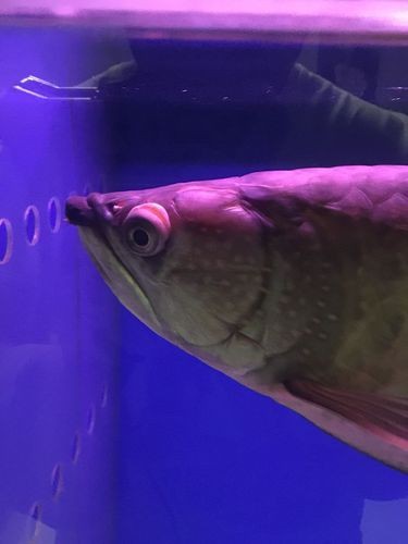 能提供龍魚眼睛凸出白點的圖片嗎？