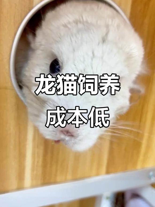龍貓的飼養成本大概是多少？
