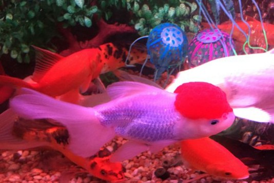 雙灤區聚龍閣水族館（雙灤區聚龍閣水族館電話）