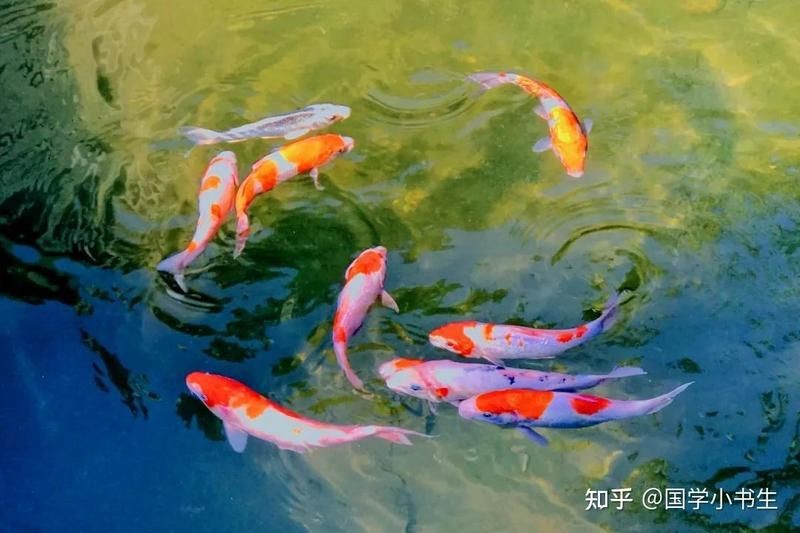 虎魚什么顏色最旺財