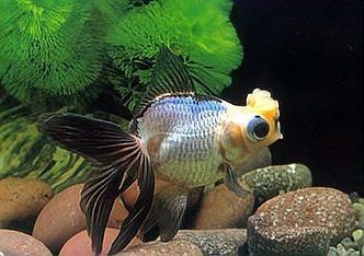 金魚沉底是不是要死了