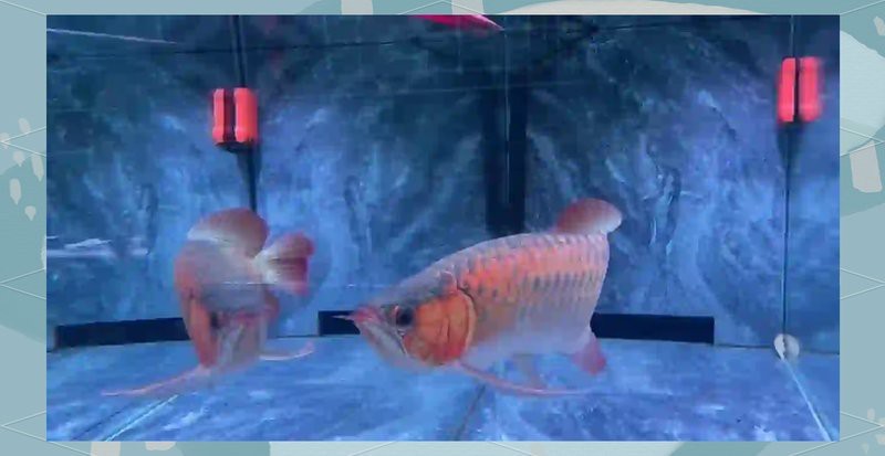 泰國鯽魚和龍魚混養(yǎng)怎么樣