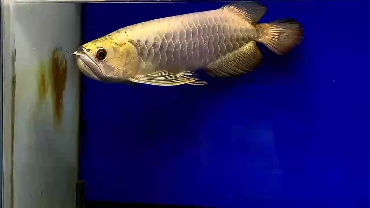 AG琥珀金38公分￥9999