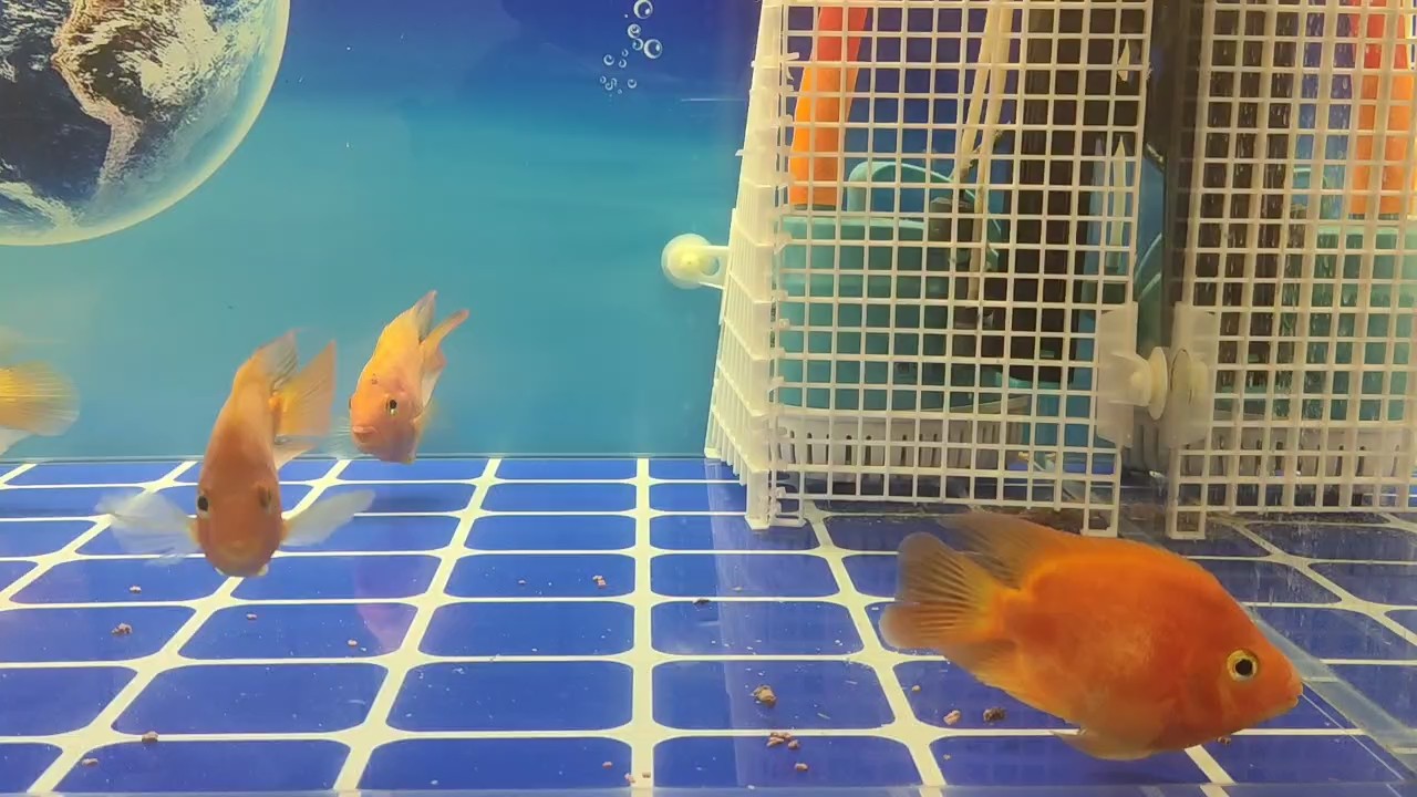 鸚鵡魚50滄州市自提
