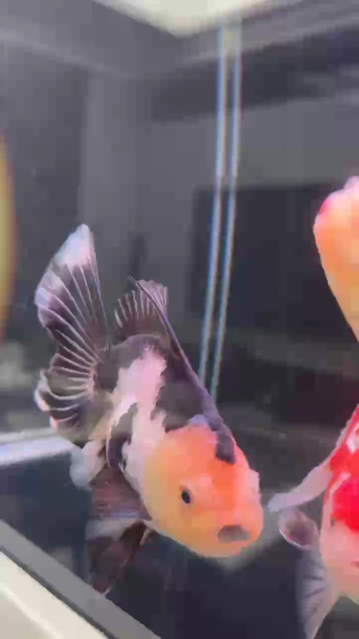 小熊貓來也