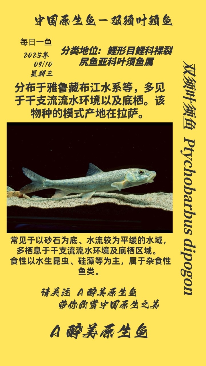 雙須葉須魚