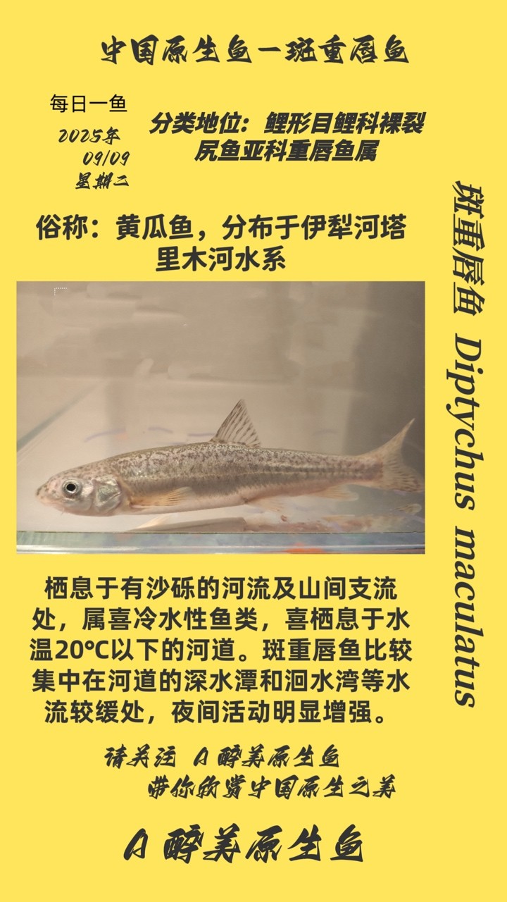 斑重唇魚