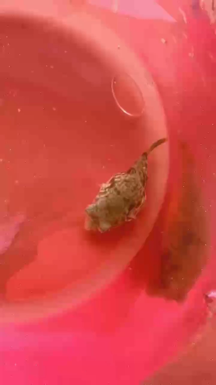 斑馬狗頭魚苗