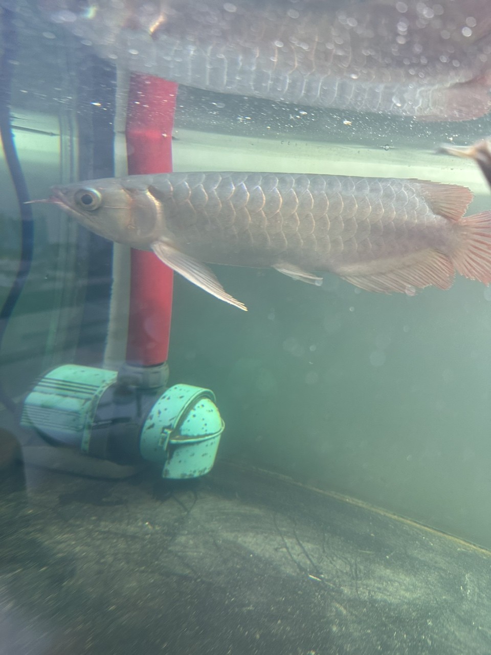 各位魚友幫忙看下是不是炮彈紅龍