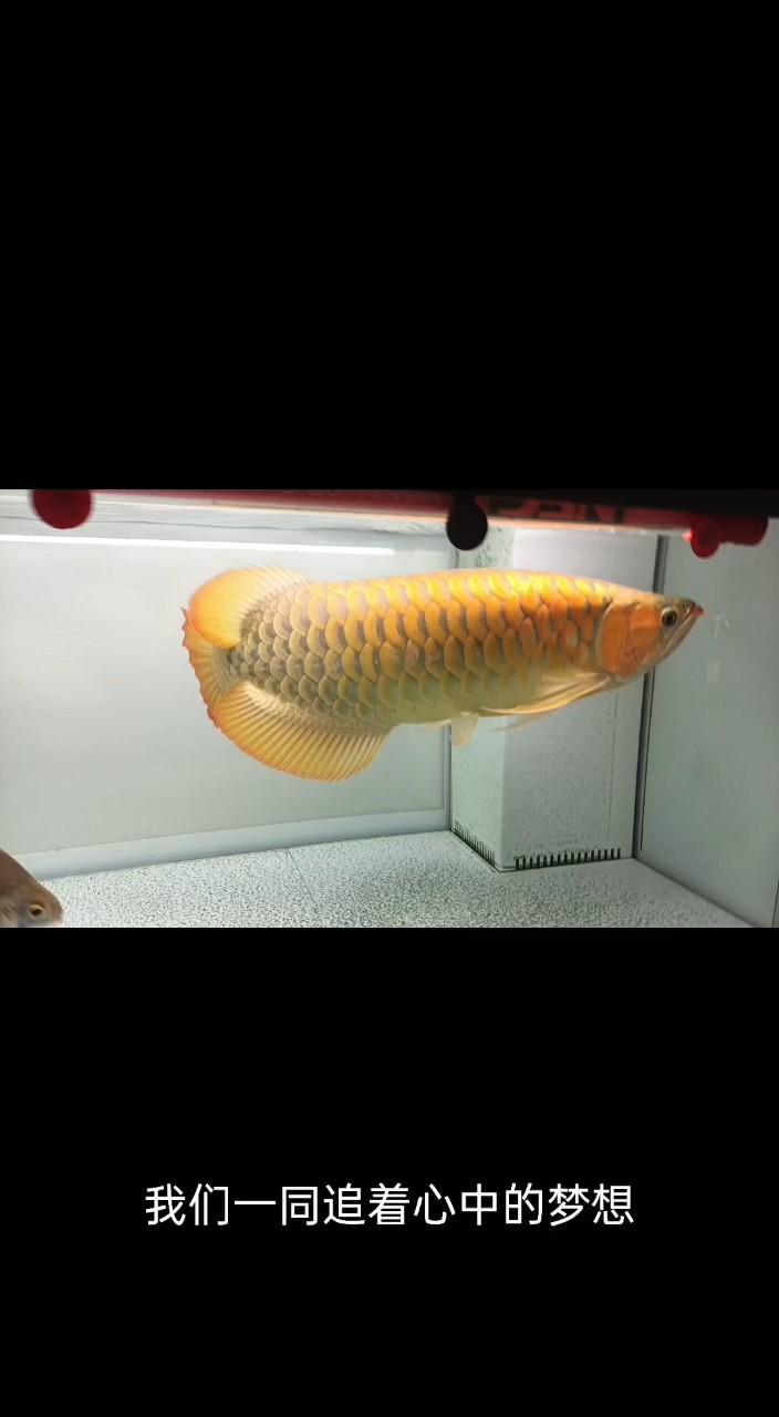 兩年兩個(gè)月的精心培養(yǎng)，終于有一點(diǎn)亞魚魚的樣子了。