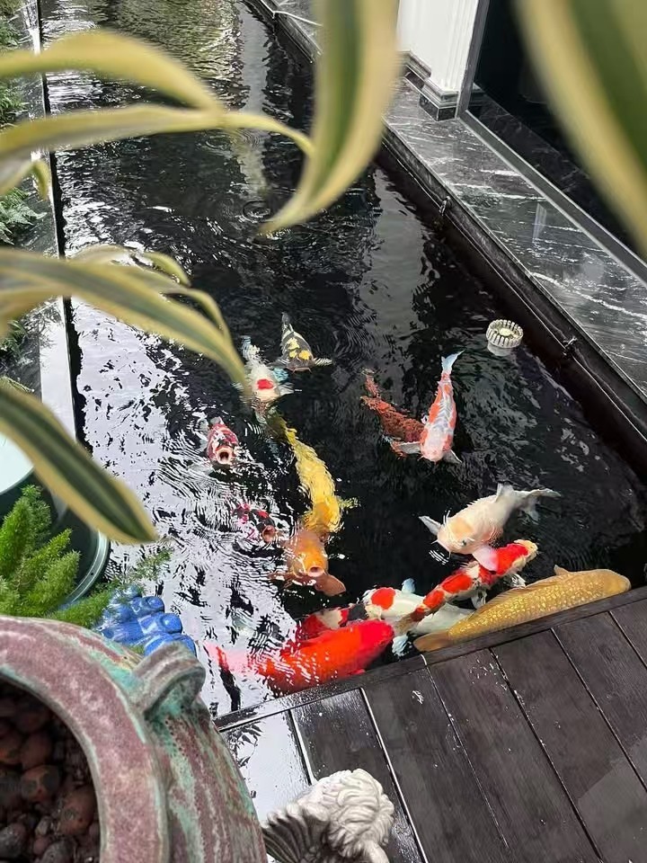 好好養魚??養好魚??