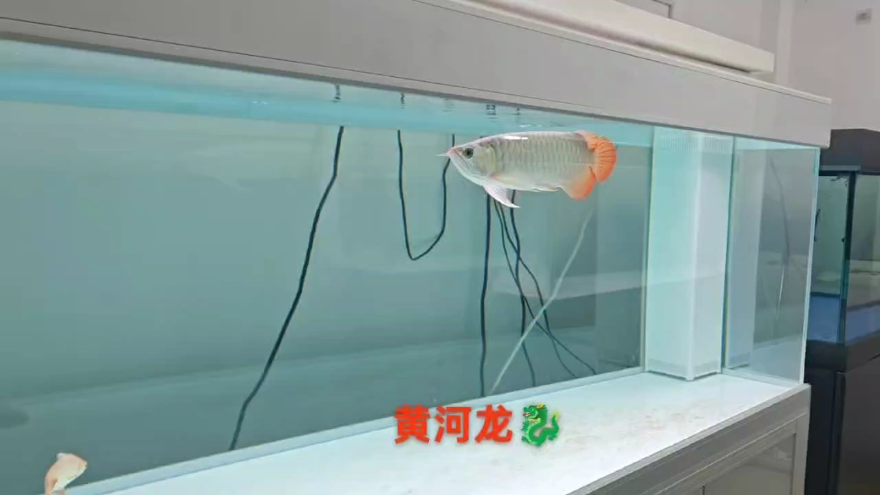 高端紅龍魚