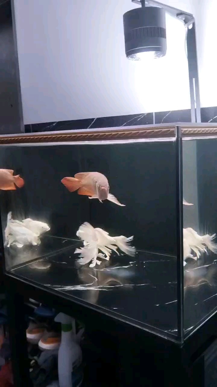 兩個月沒換水了還能堅持嗎