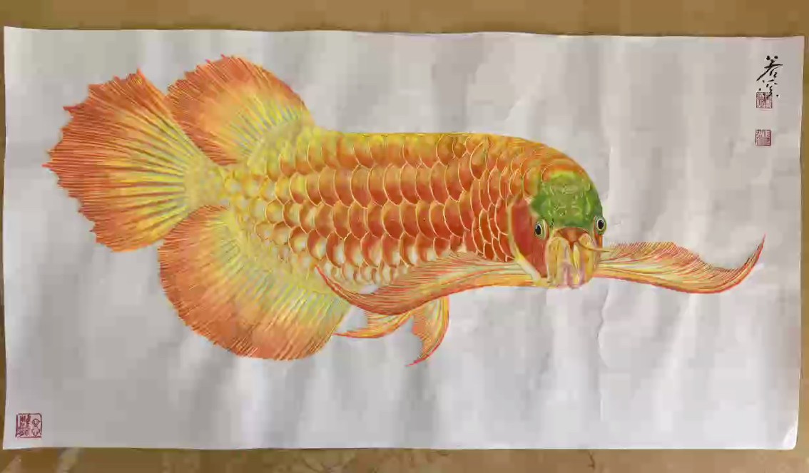 霸氣外露龍魚