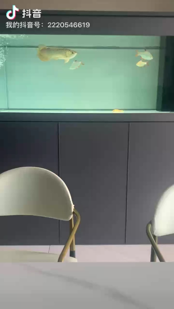 喝茶…看魚…聽歌