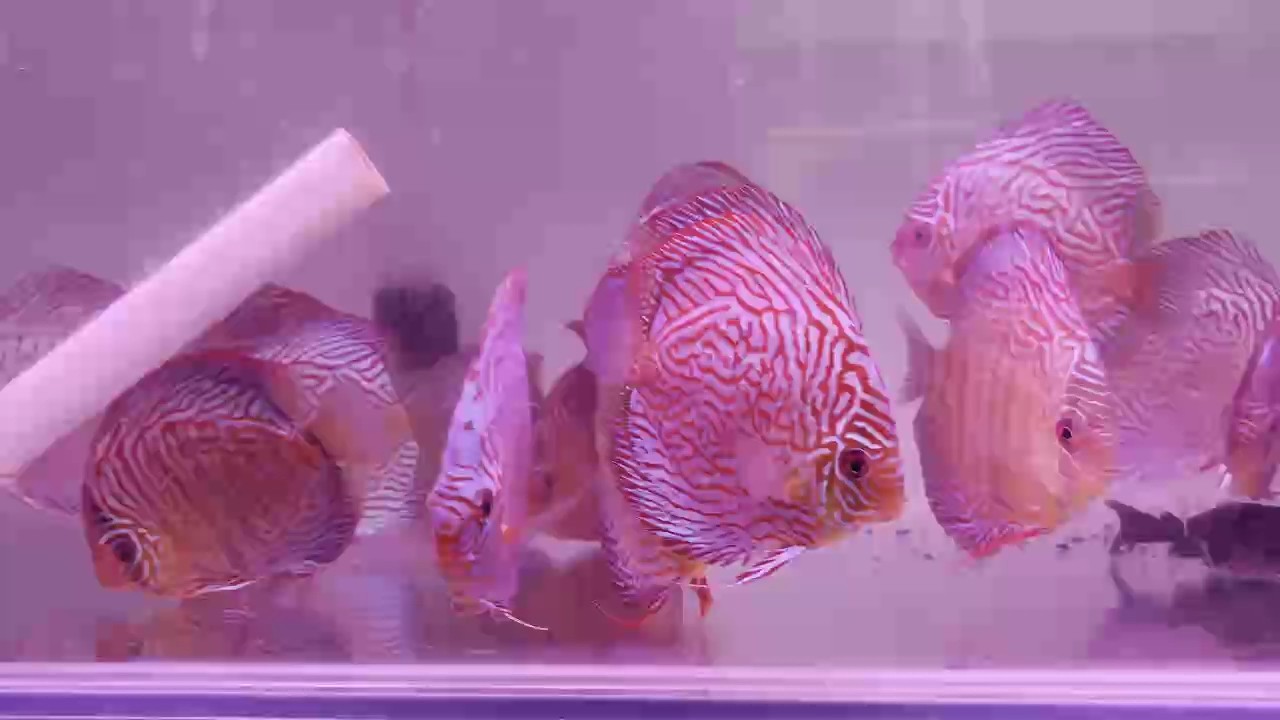 七彩神仙魚特價處理