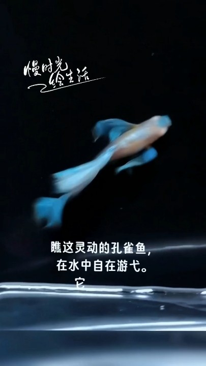 歐翼飛船天空藍孔雀魚