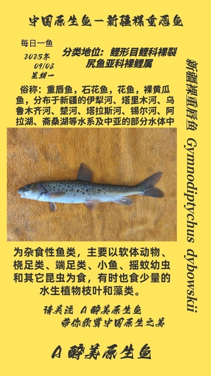 新疆裸重唇魚