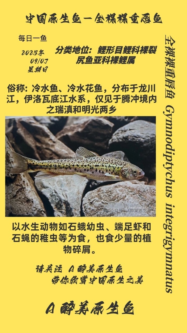 全裸裸重唇魚