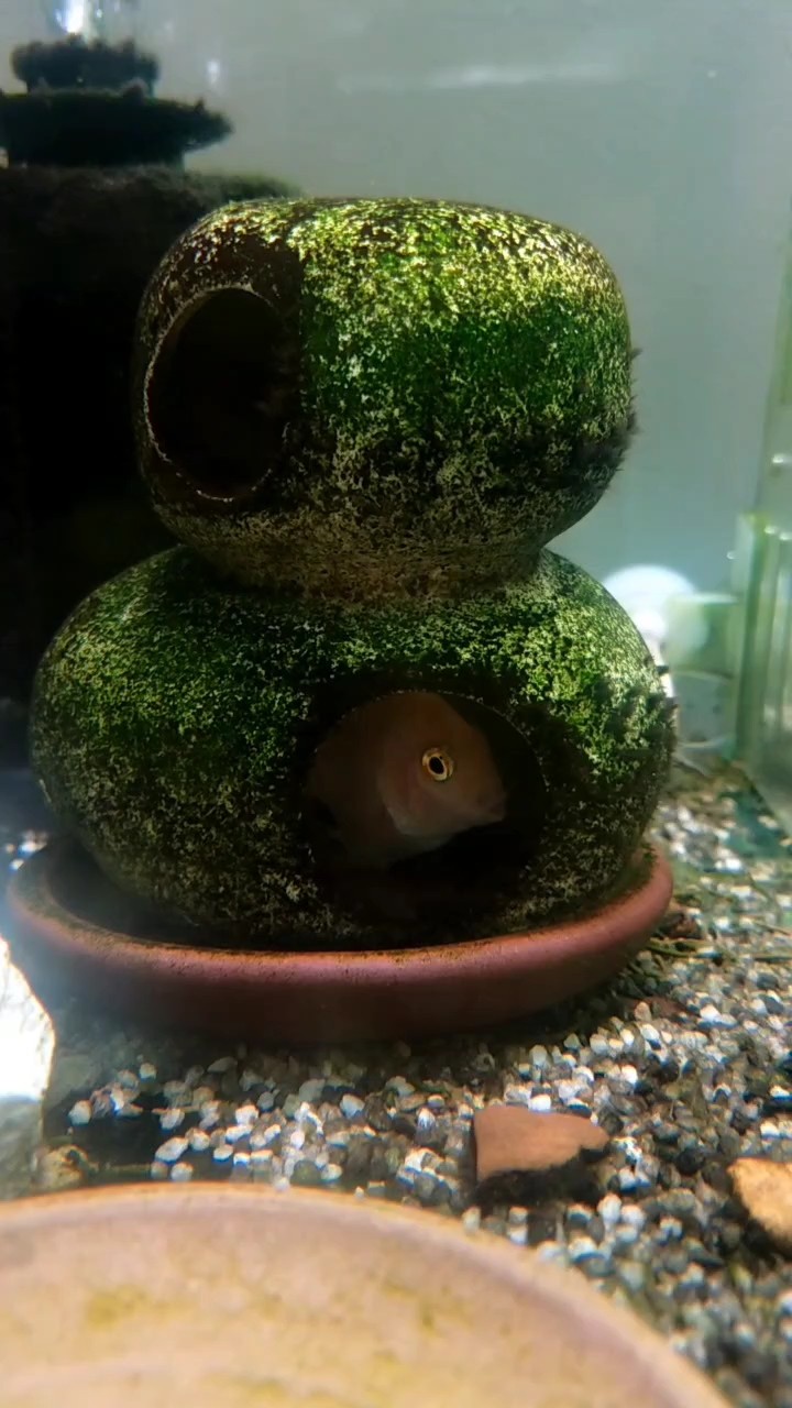 迷你新魚