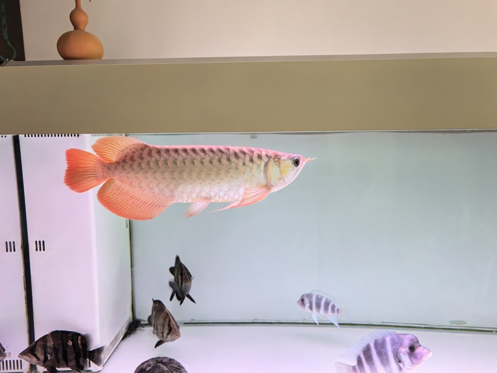 一年了，記錄一下，從22到38+厘米 一年了，記錄一下，從22到38+厘米 龍魚(yú)論壇 第4張